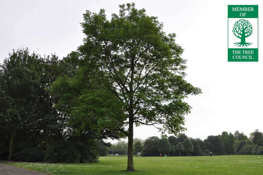 London's Green Eco-friendly services